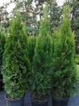 Tuja Thuja Szmaragd 120-130cm Doniczka 7,5L