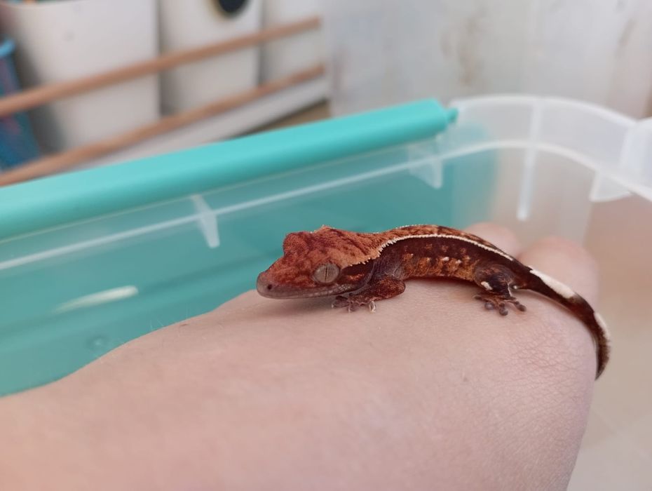 Sprzedam gekona orzęsionego