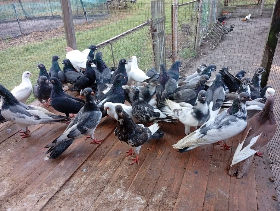 Gołębie zamojskie 50sztuk