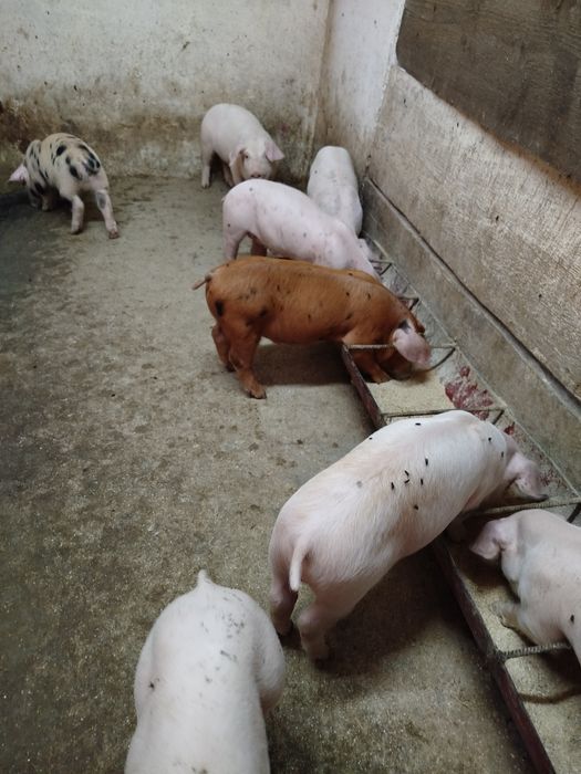Продаються поросята