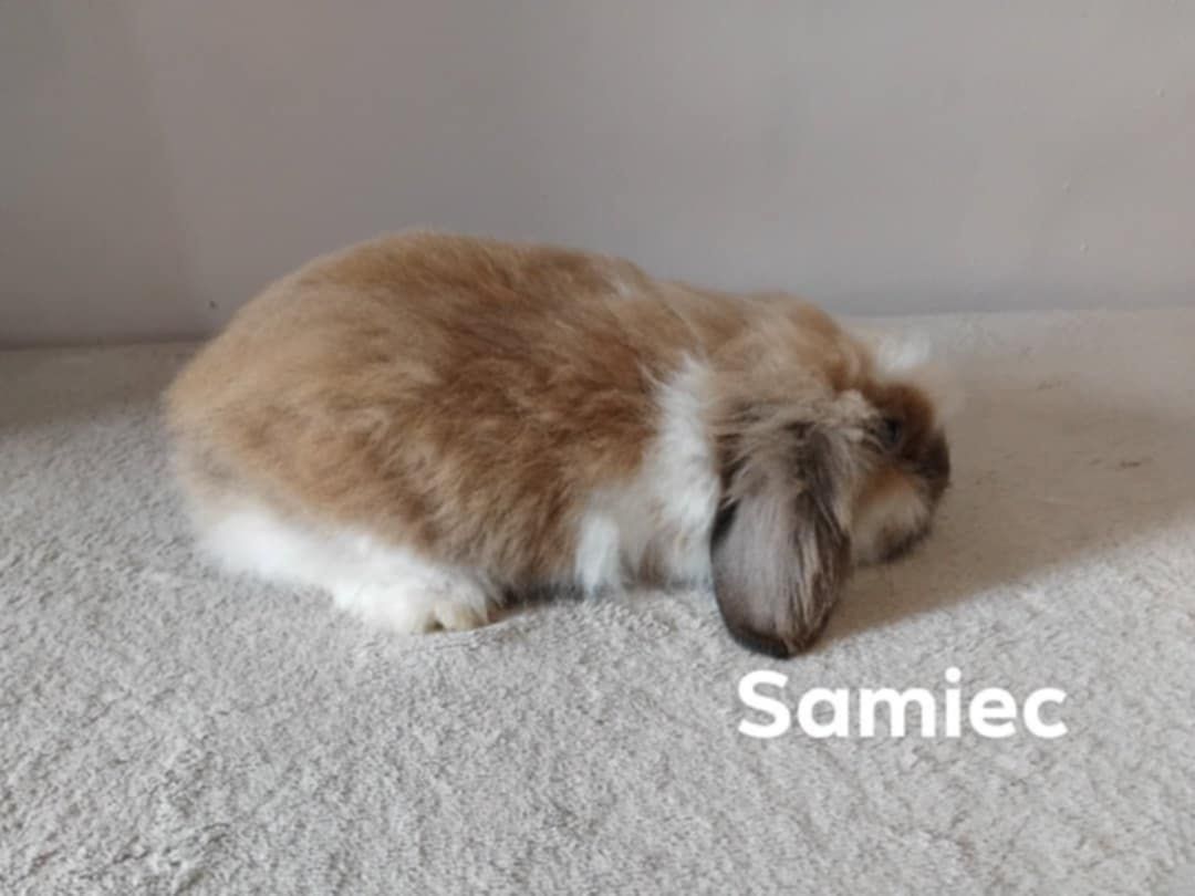 Króliki mini-lop