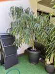 Ficus binnendiijkii 'Alii' fikus Figowiec wierzbolistny 220x180