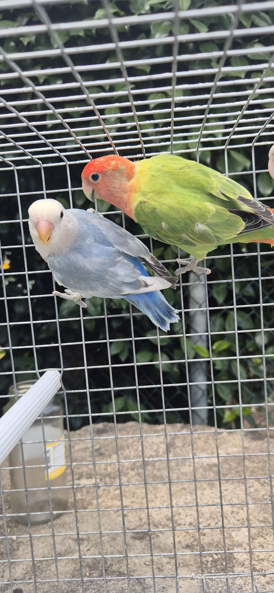 Agapornis roseicollis