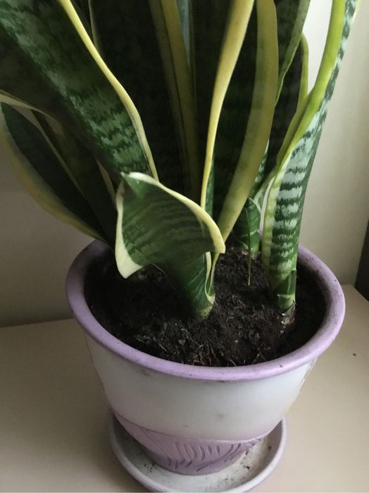 Сансевієрія молодий кущ