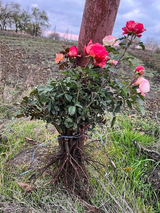 Саджанці троянд набори Ч/Г і Спрей