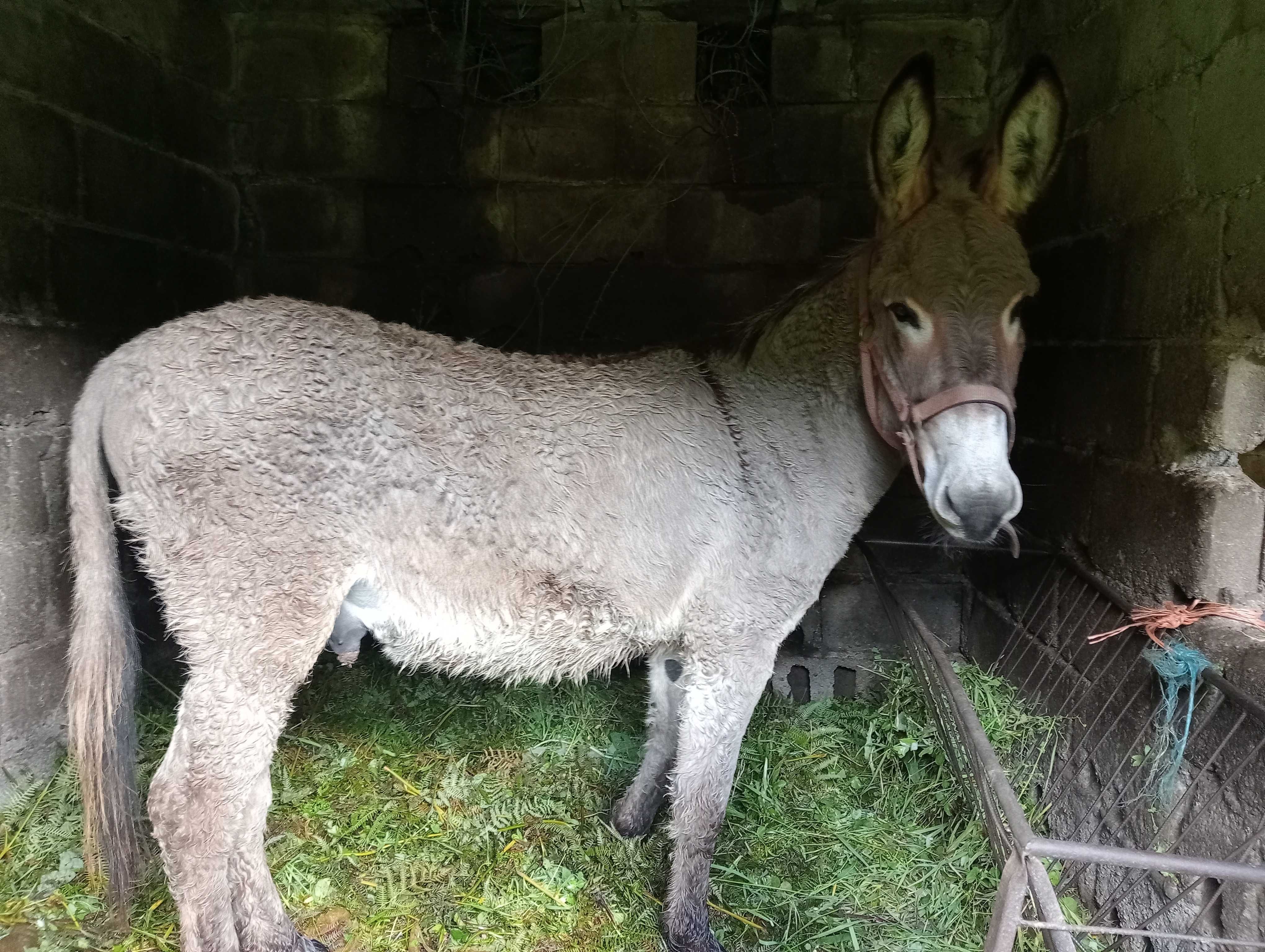 Burro macho jovem