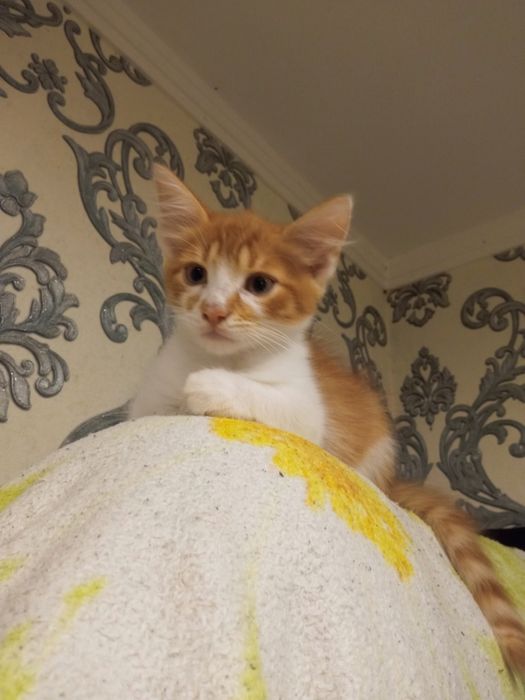 Котєйкі-2 місяці,братик і сестричка!