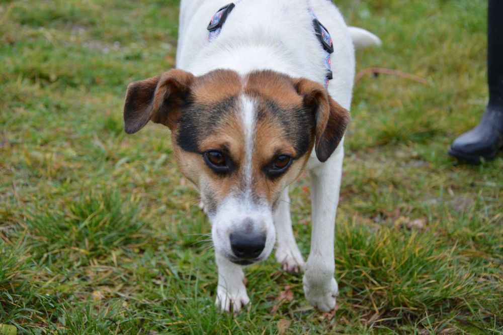Brodi - średni psiak, radosny, przyjazny, czeka w schronisku - adopcja