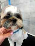 Reproduktor shih tzu liczne mioty