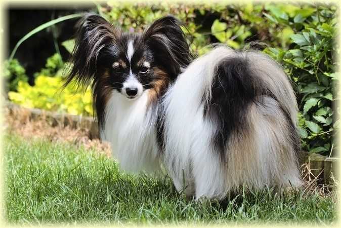 Spaniel kontynentalny miniaturowy papillon suczka ZKwP/FCI