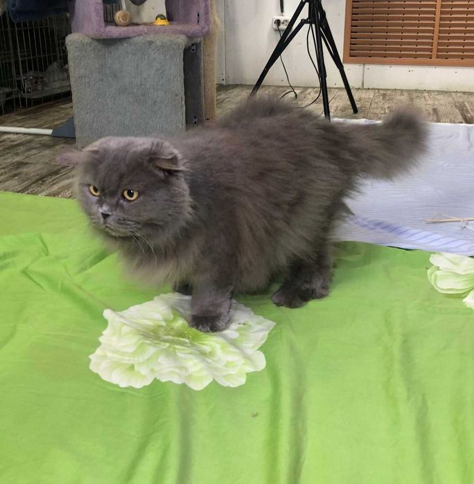 Вислоукая Шотландская кошечка Коша, впедная красотка, 2-3 года