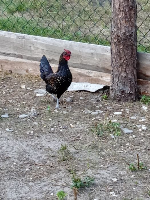 Sprzedam koguty liliputy.