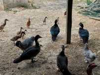 Patos mudos caseiros criados ao ar livre
