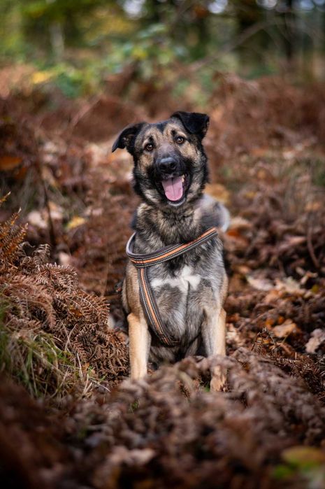 Brązowy dżentelmen Szyszek czeka na swojego człowieka