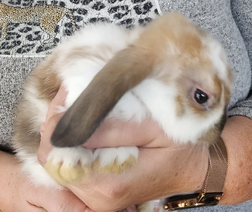 Królik miniaturka,Króliki,Króliczki miniaturki