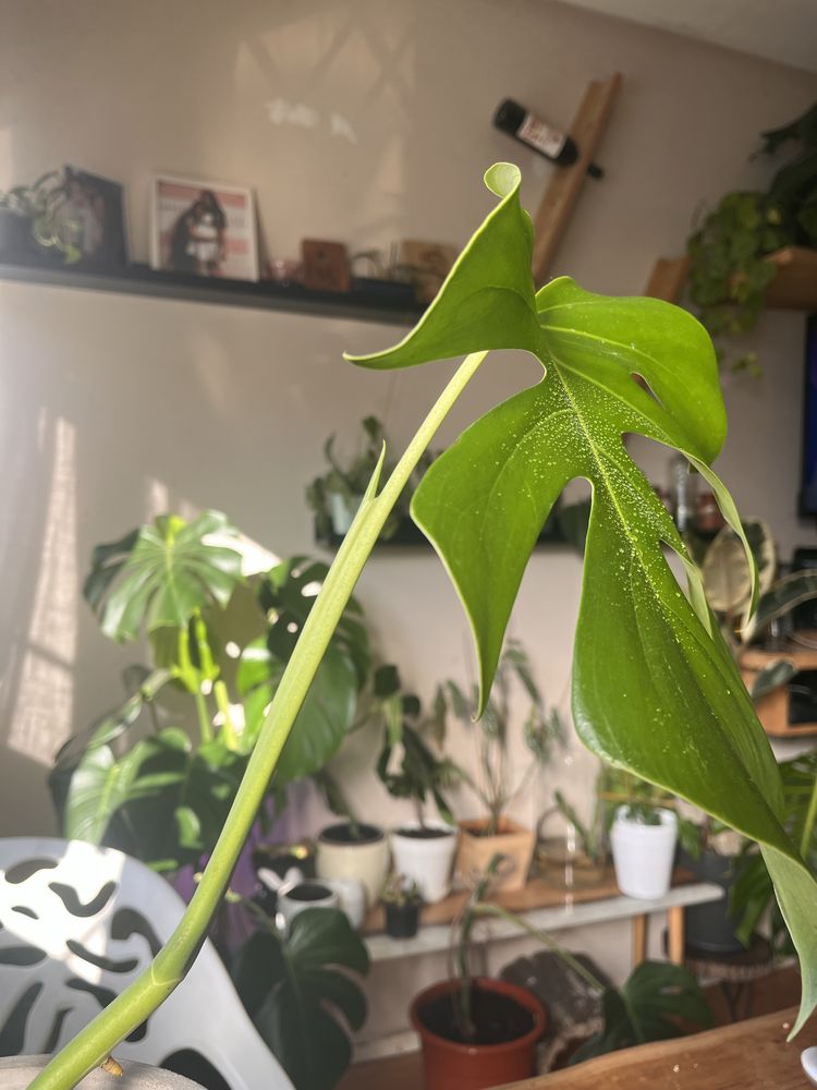 monstera variegata