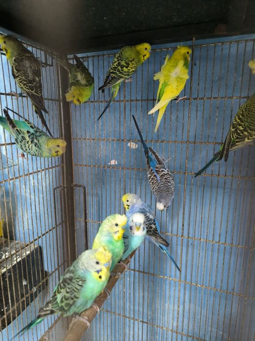 Periquitos Hagoromos, asa negras etc.