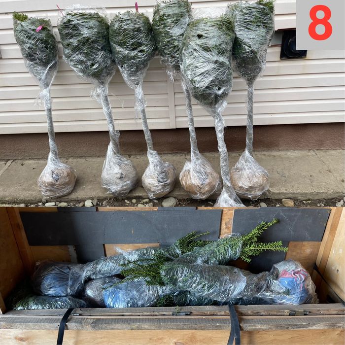 Туї смарагд на штамі, коніки, тиси, ялинки, бонсаї. Рослини для декору