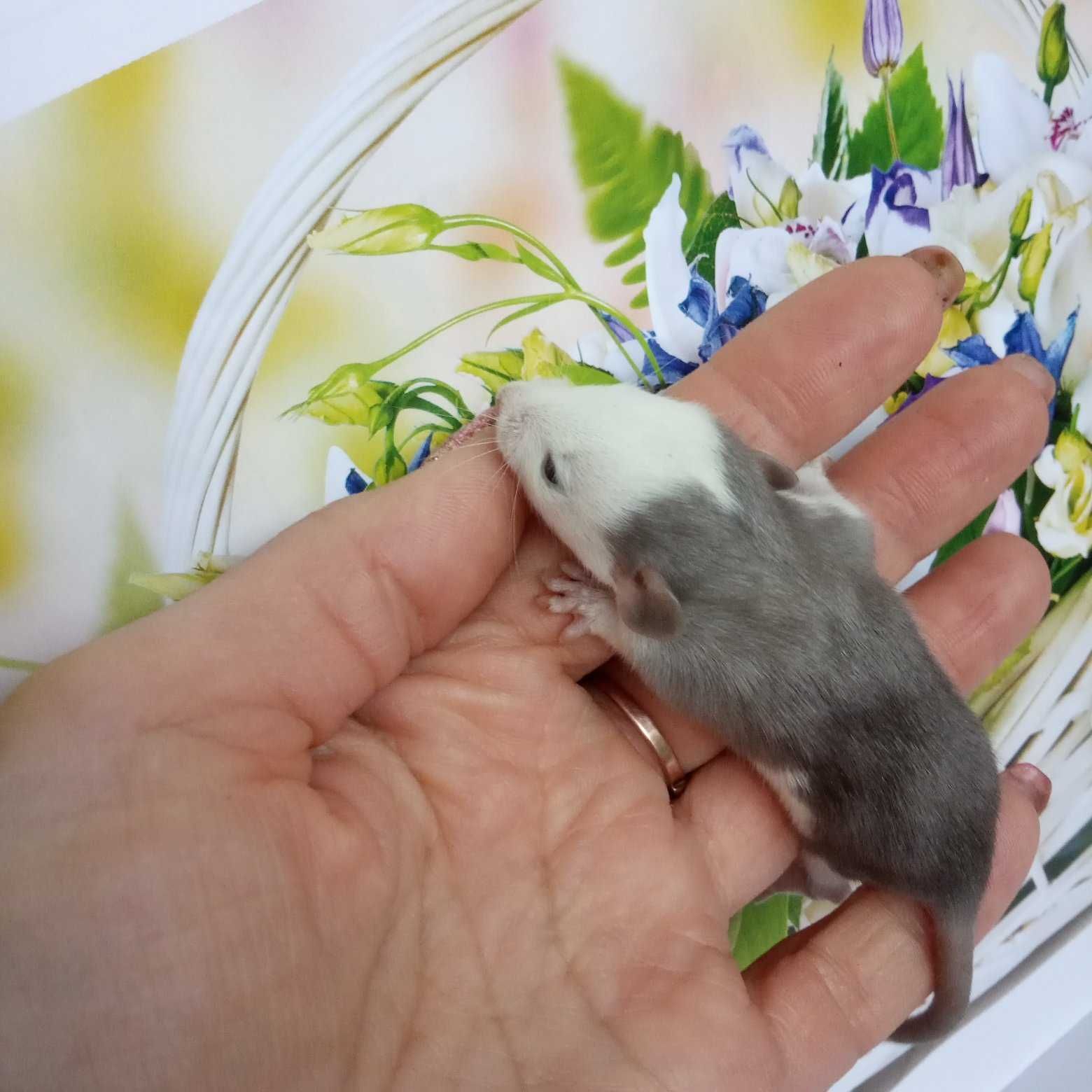 Дамбо самые добрые и красивые ручные крысята клетка крысенок крыса