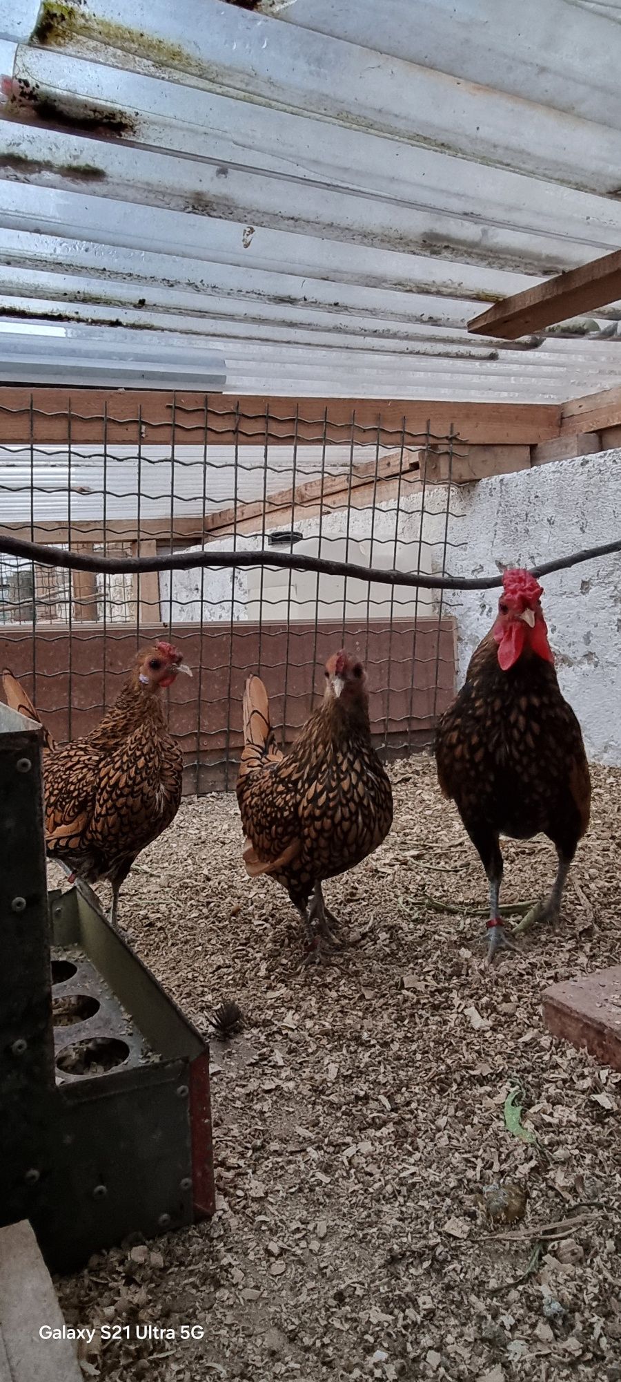 Ovos Sebright Dourada