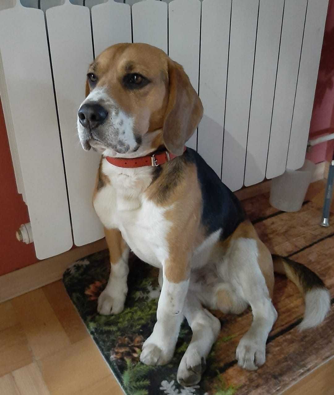 Poszukiwany beagle! Nagroda za pomoc w odnalezieniu!