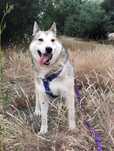 Kenobi mix husky/łajka