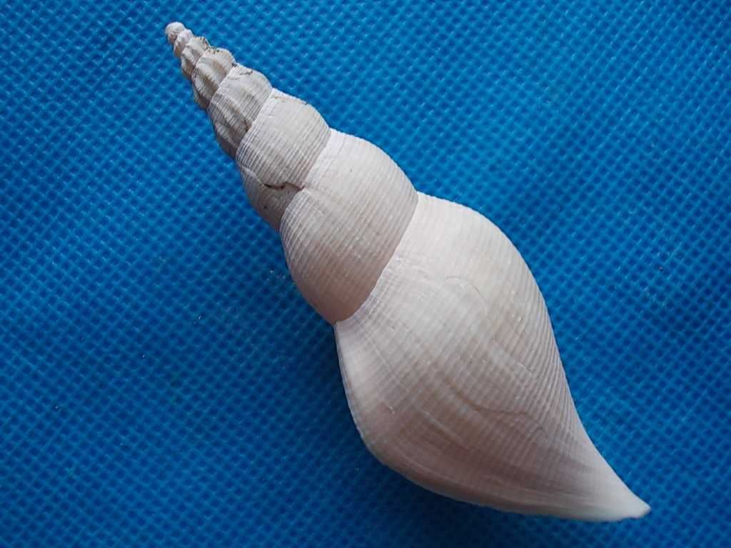 Muszle morskie- Fusivoluta clarkei
