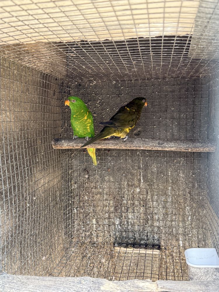 Lote de casais loris