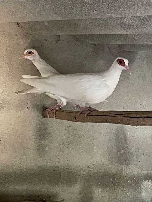 Casal de Pombos da Guiné brancos de 2025