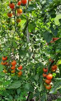 pomidor Dzwonek Czerwony - nasiona kolekcjonerskie