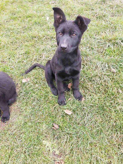 На продажу німецька вівчарка