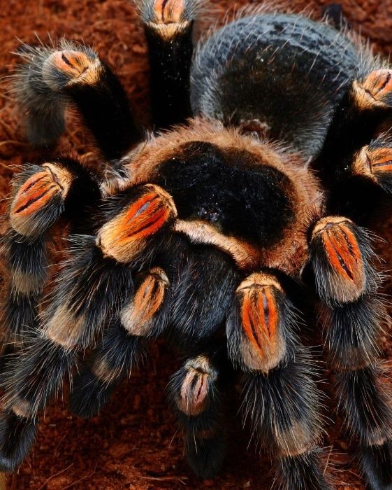 Brachypelma smithi " hamorii " самка паука птицееда самовывозом