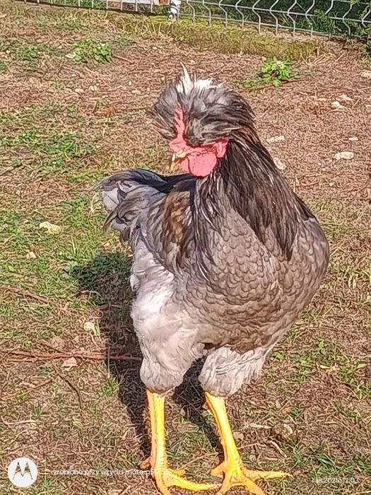 Kogut araukana i czubatka