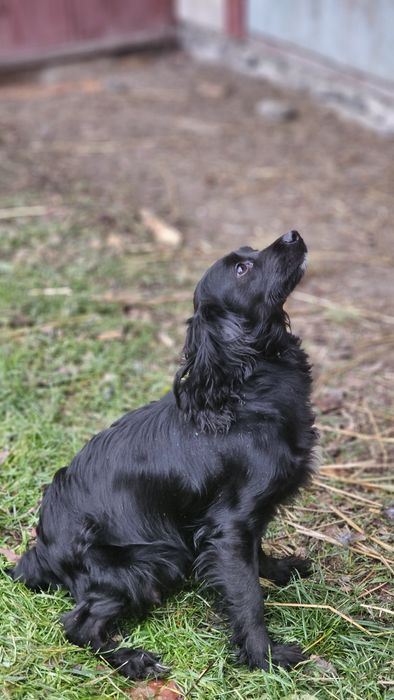 Продам цуценят Спанієль