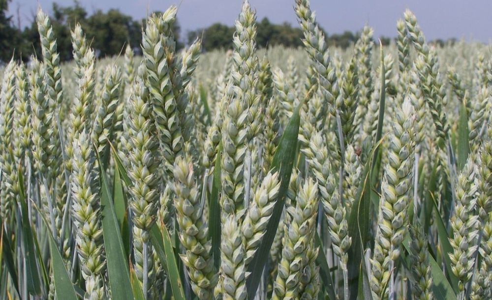 Sprzedam pszenice ozimą / jarą