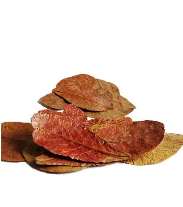 Liść/Liście Ketapangu , Szyszki olchy - TINA ZOO ZABRZE