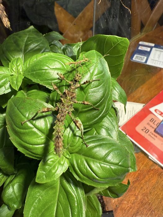 Straszyki młode i wieksze.