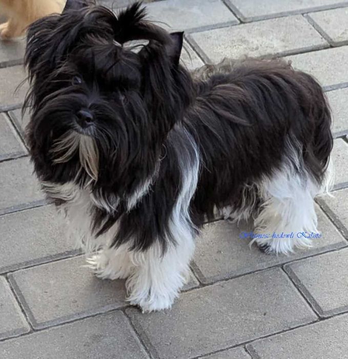 Biewer Yorkshire Terrier Carrier Piesek Odchowany