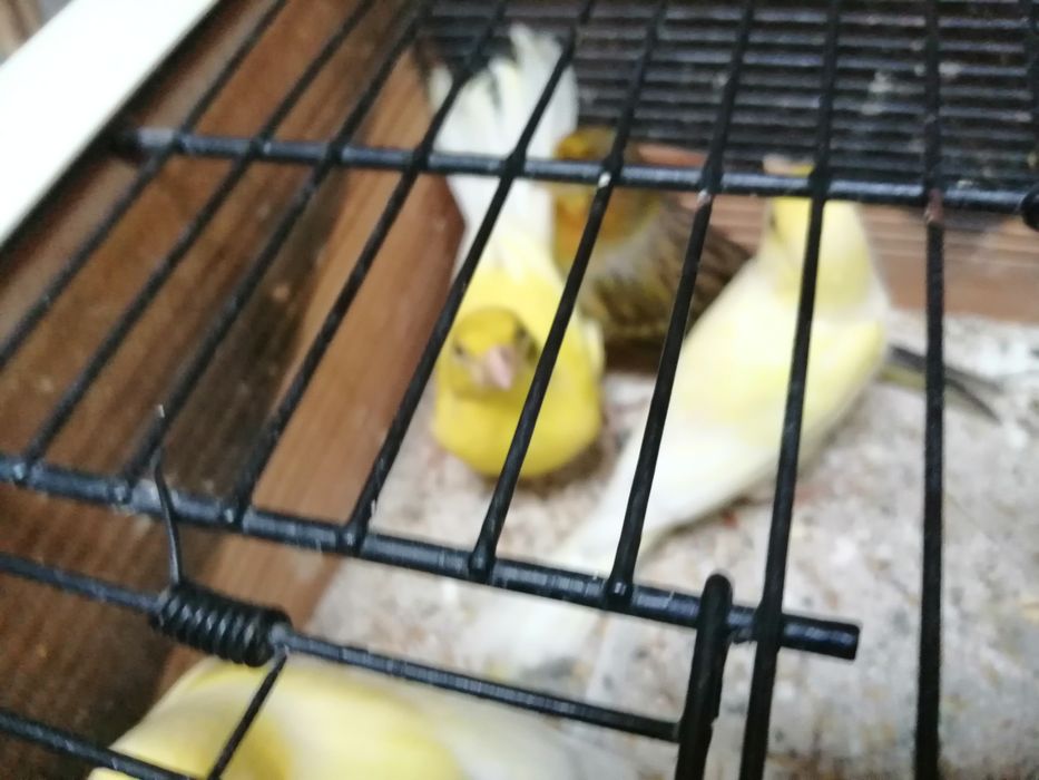 Canários timbrados espanhol