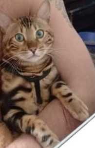 В'язка Бенгальський котик чекає на наречену) .Телефонуйте