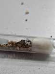 Królowa lasius niger