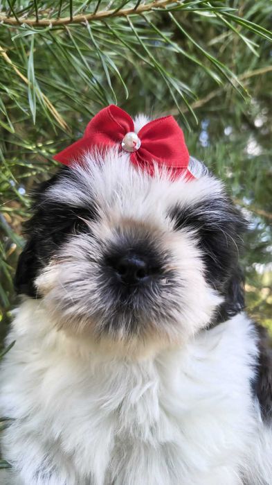 Piesek Shih tzu Oskar gotowy do zmiany domku