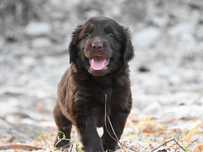 FLAT COATED RETRIEVER - wątrobiany chłopczyk/odb połowa Lipca
