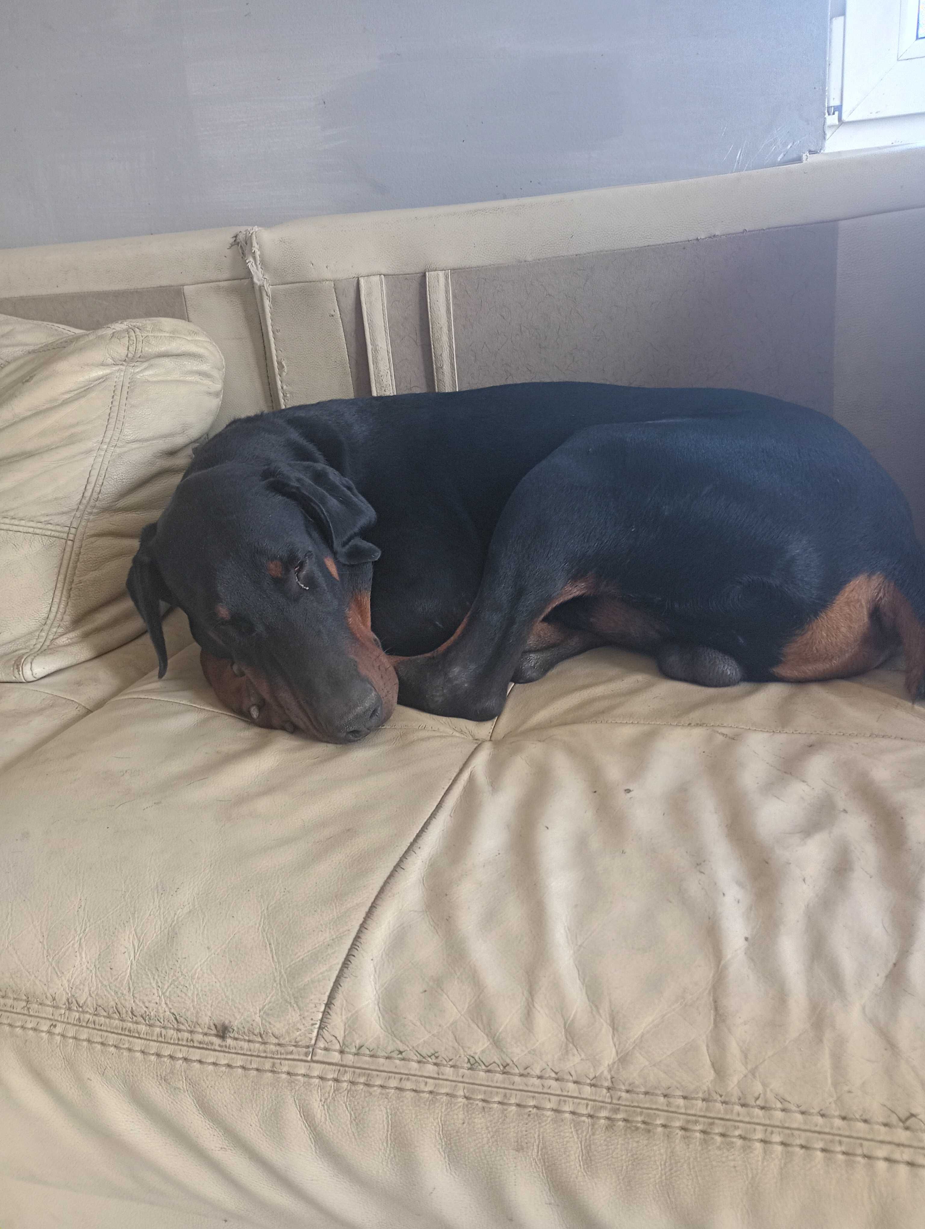 Dobermany do oddania