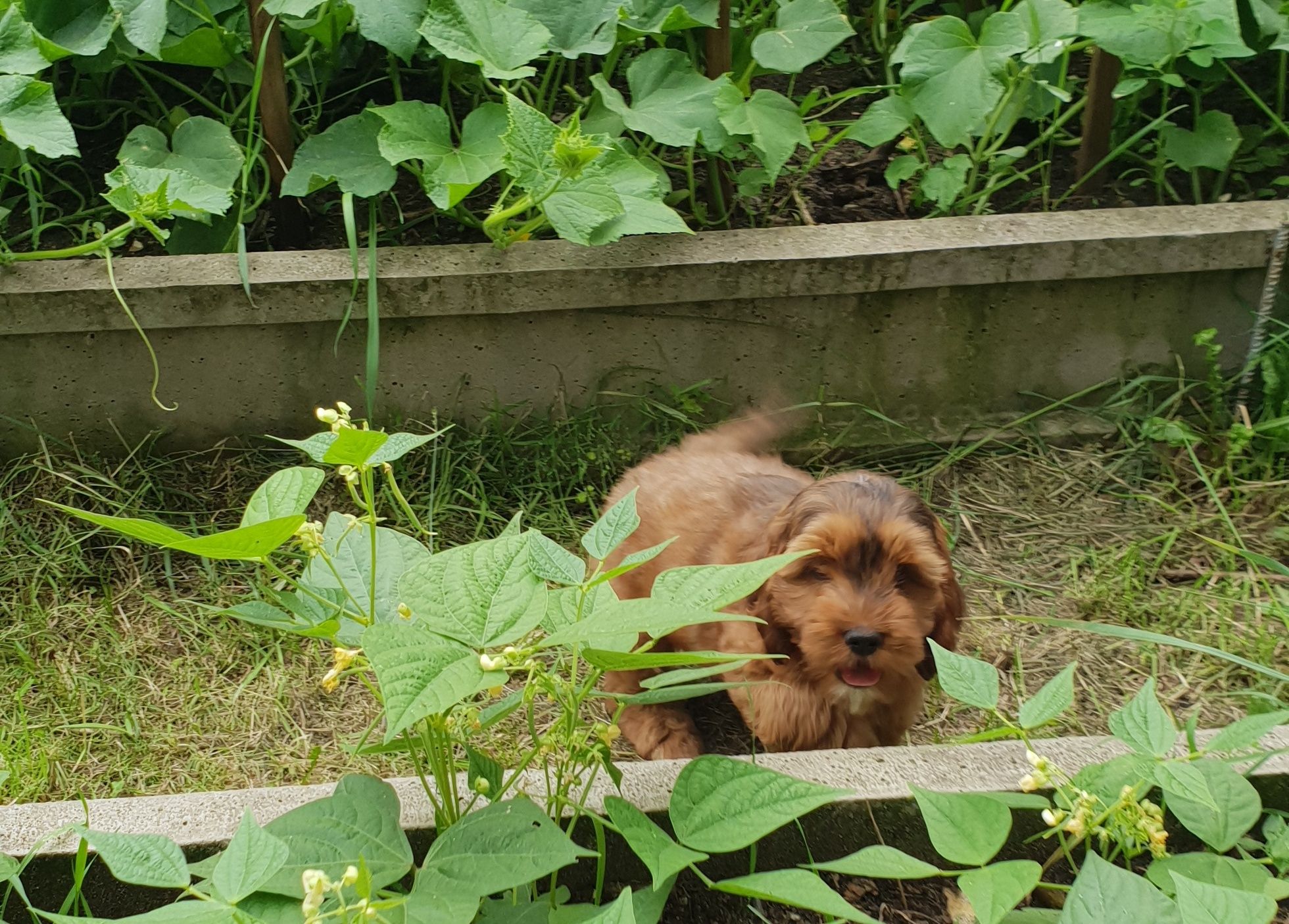 Cockapoo. Chłopczyk Kaspar. Hybryda. Cocker Spaniel Angielski/ pudel m