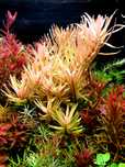 Nesea Gold (Nesaea) Ammania Pedicellata Gold hodowla podwodna
