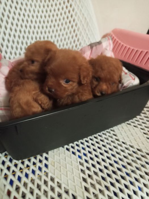 Мікро дітки МальтіпуF2