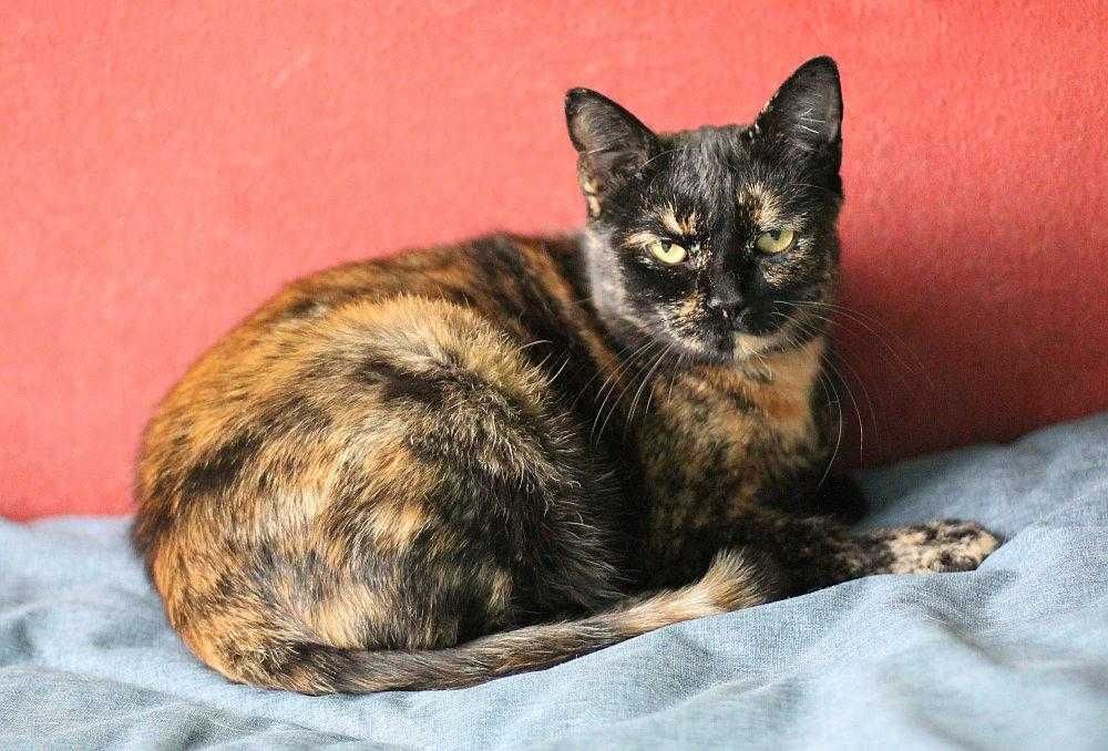 Piękna,  ok 3 letnia kotka szylkretka do adopcji