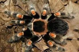 Паук Brachypelma smithi для новичков 

Brachypelma smithi - крупный па