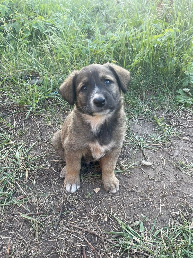 Два щеня в добрі руки